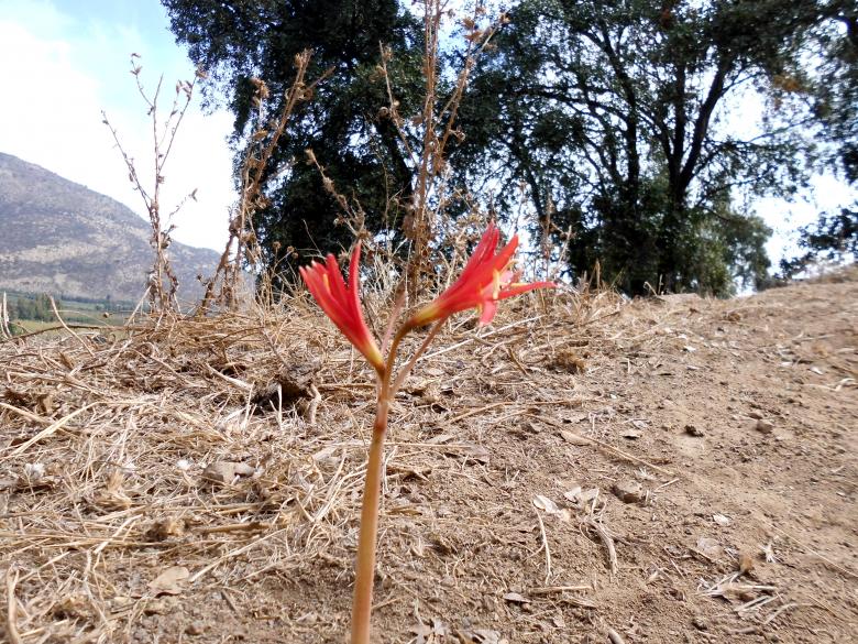 Free stock image of Rural Red Flower created by cristian adolfo  pavez fuenzalida