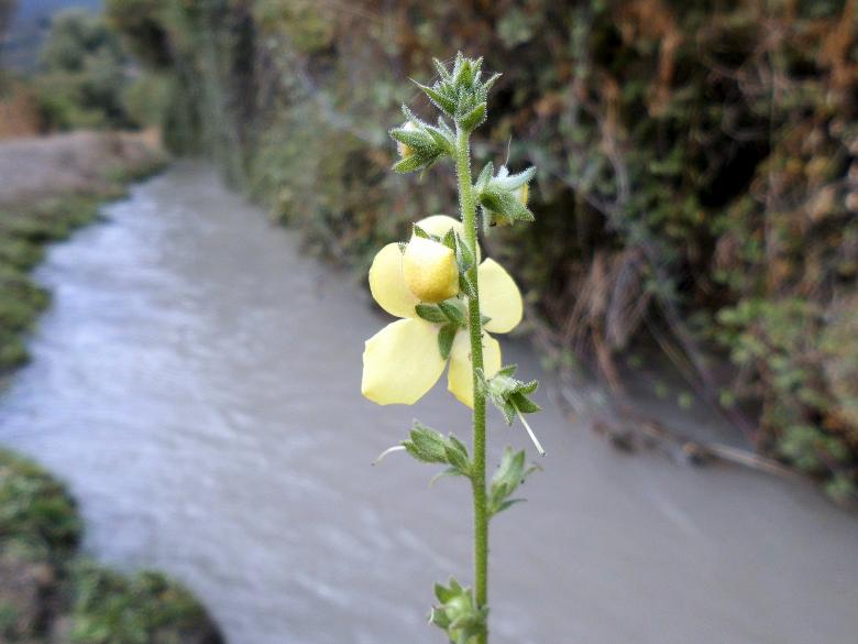 Free stock image of Yellow Flower created by cristian adolfo  pavez fuenzalida