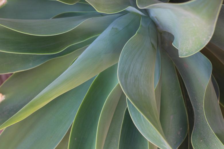 Free stock image of Green Leaves in Detail created by Thia Etienne