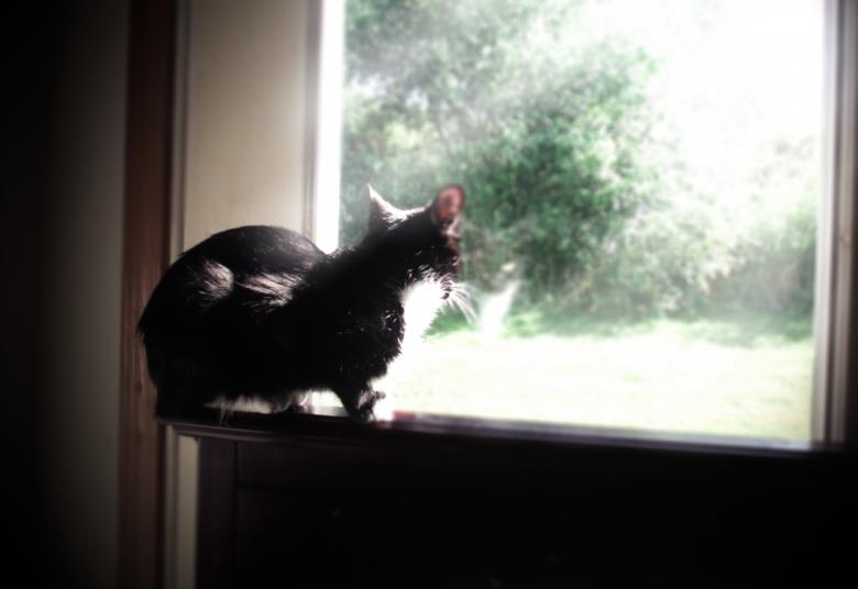 Free stock image of Black Cat on the Lookout created by David M
