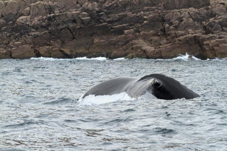Free stock image of Humpback whale created by Geoffrey Whiteway