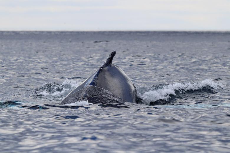 Free stock image of Humpback whale created by Geoffrey Whiteway