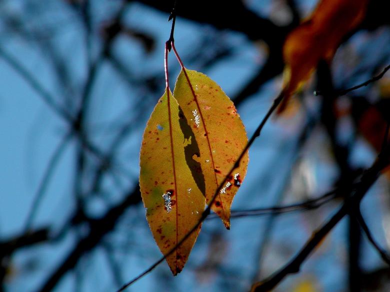 Free stock image of Yellow Autumn Leaves created by Roberto Fernandez Rizo
