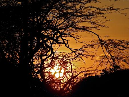 Sunset Behind the Trees - Free Stock Photo