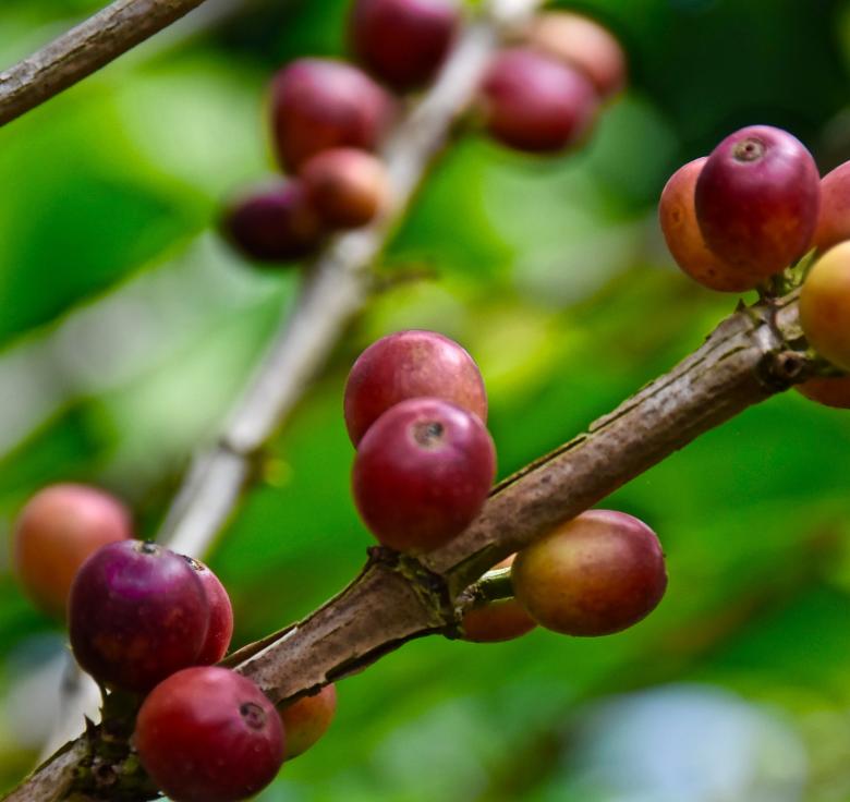 Free stock image of Small Berries on Tree Branch created by Roberto Fernandez Rizo