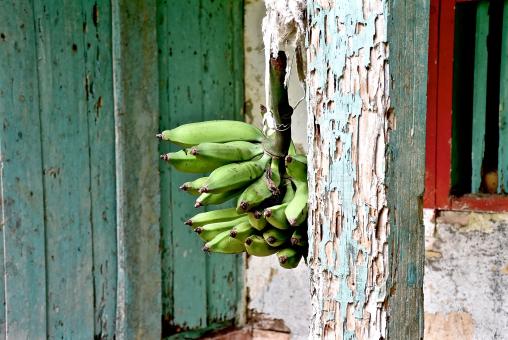 Fresh Bananas - Free Stock Photo