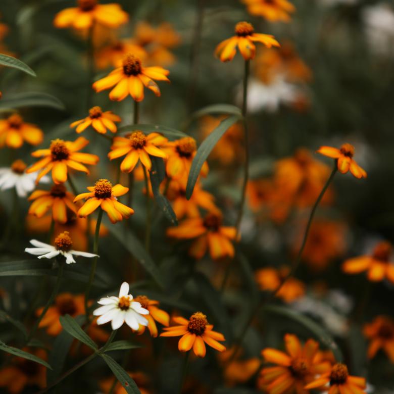 Free stock image of Orange and White Flowers created by Janaka Dharmasena