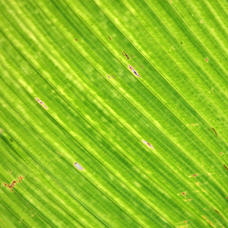 Free stock image of Green Banana Leaf Background created by Janaka Dharmasena