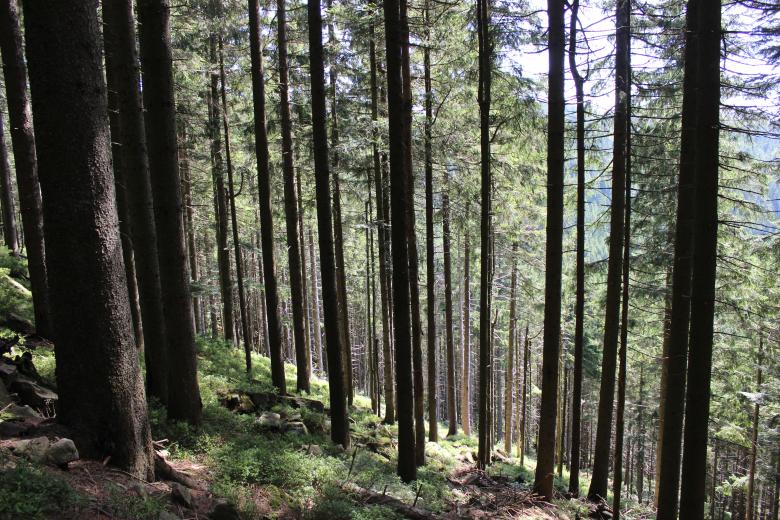 Free stock image of Inside Pine Forest created by Hassan Yahya Alali