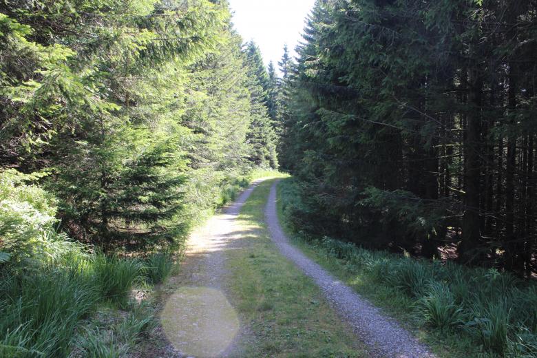 Free stock image of Road to forest created by Hassan Yahya Alali