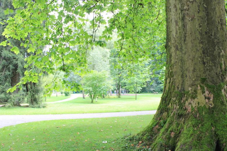 Free stock image of Green trunk created by Hassan Yahya Alali