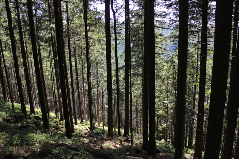 Free stock image of Pine forest created by Hassan Yahya Alali