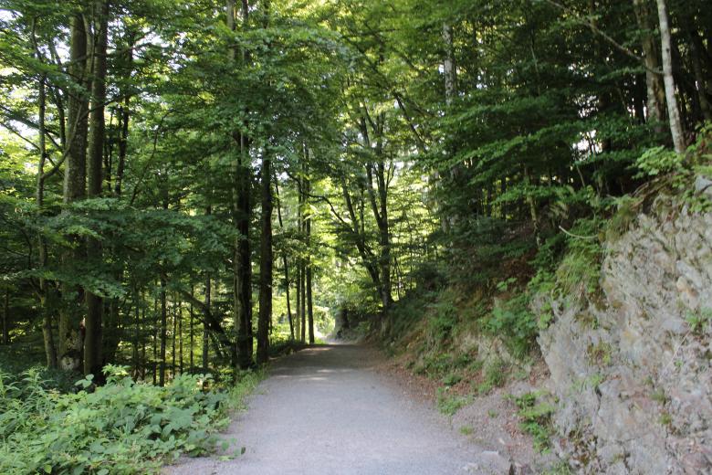 Free stock image of Tree road created by Hassan Yahya Alali