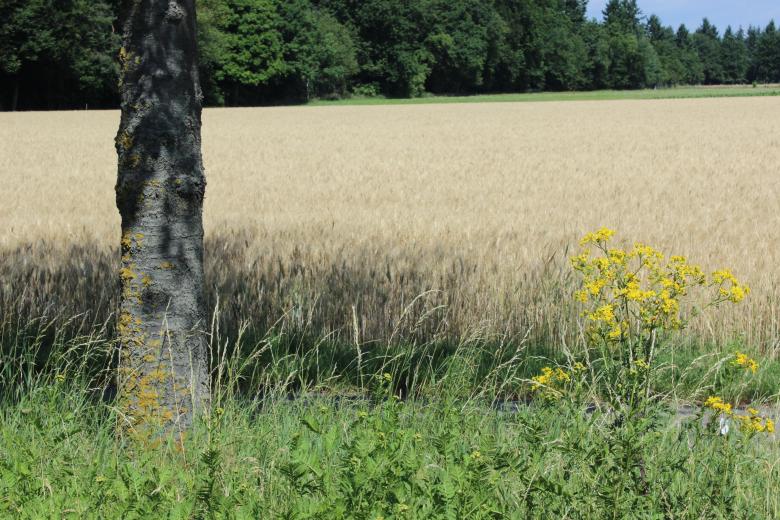 Free stock image of Farm Field created by Hassan Yahya Alali