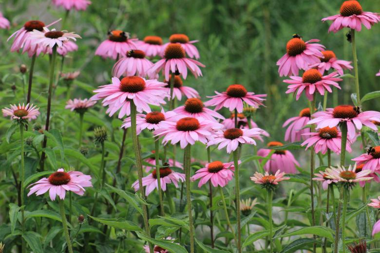 Free stock image of Pink Flowers in a Field created by Hassan Yahya Alali