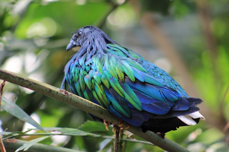 Free stock image of Colorful Bird created by Hassan Yahya Alali