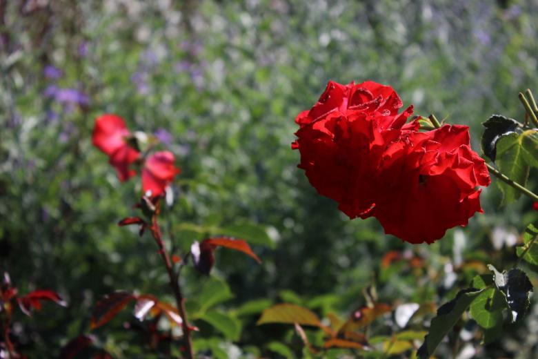 Free stock image of Red Roses created by Hassan Yahya Alali