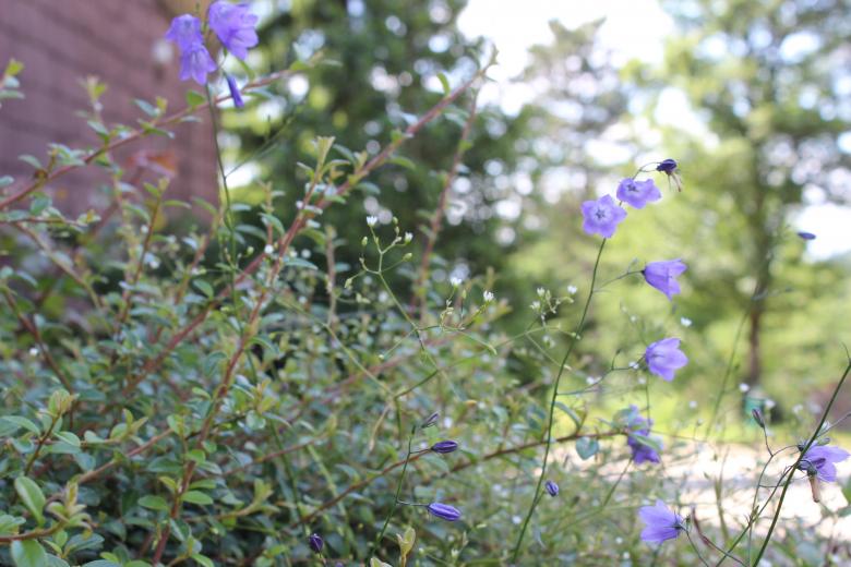Free stock image of Blue Flowers created by Hassan Yahya Alali