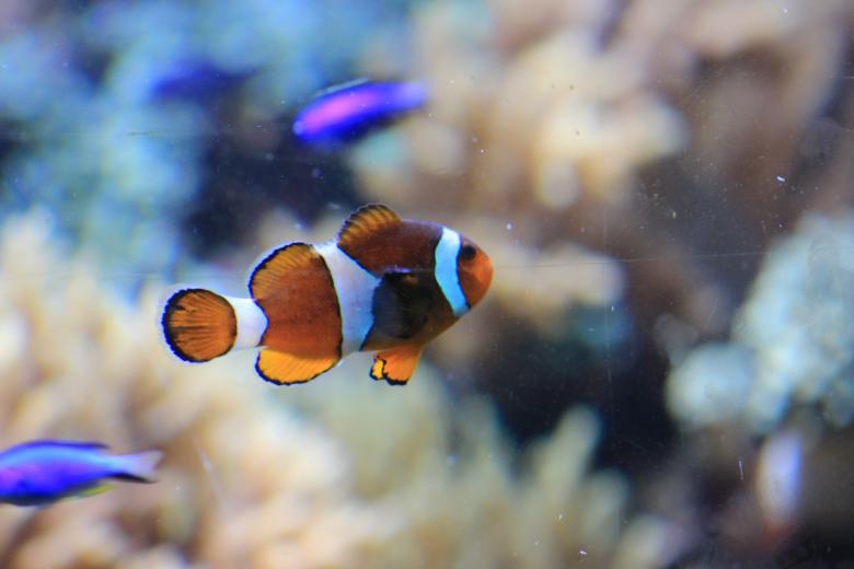 Free stock image of Nemo fish created by Hassan Yahya Alali