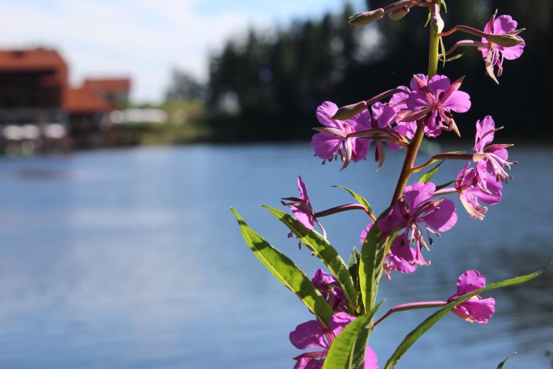 Free stock image of Pink flower and lake created by Hassan Yahya Alali