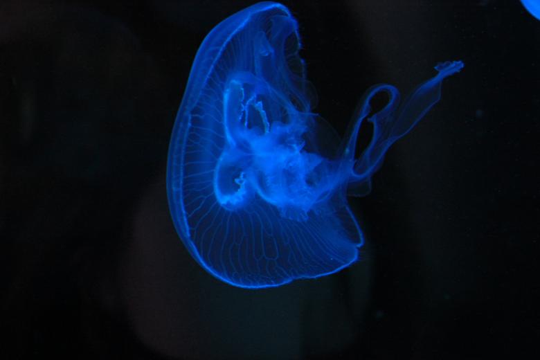 Free stock image of Blue Beam Jellyfish created by Hassan Yahya Alali