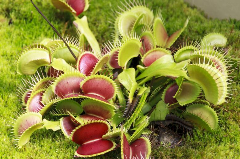Free stock image of Venus fly trap created by Geoffrey Whiteway