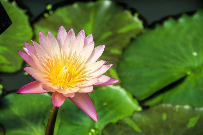 Free stock image of Lily created by Geoffrey Whiteway