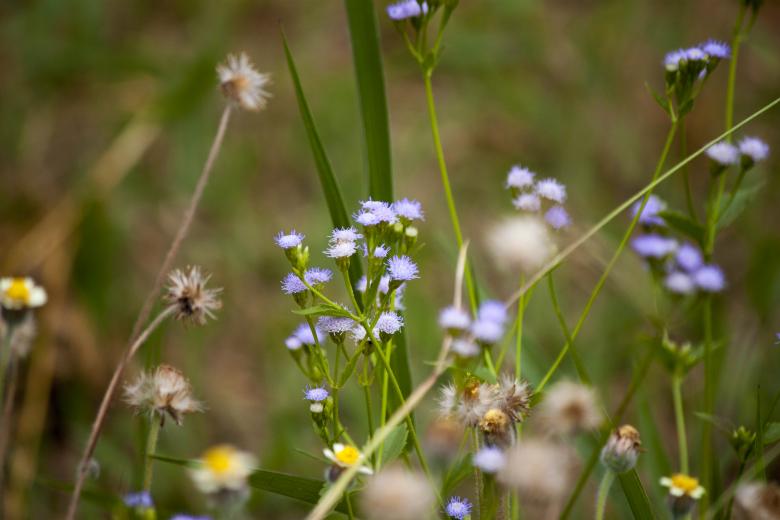 Free stock image of Small Blue Flowers created by Eduardo Soares Bogosian