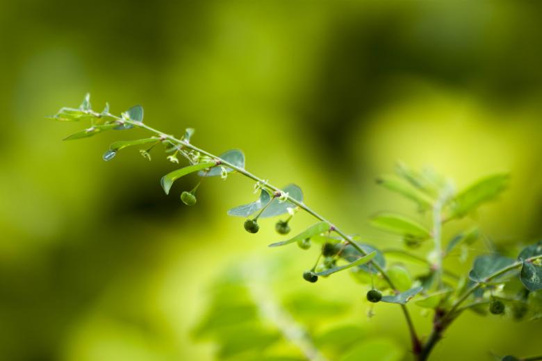 Free stock image of Green Branch with Leaves created by Eduardo Soares Bogosian