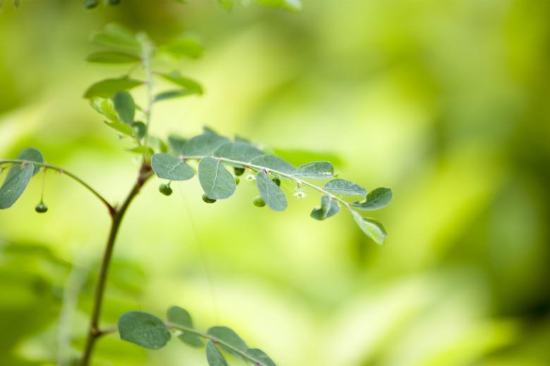 Free stock image of Tree Branch with Green Leaves created by Eduardo Soares Bogosian