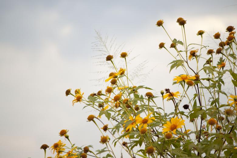 Free stock image of Yellow Flowers in Blossom created by Eduardo Soares Bogosian