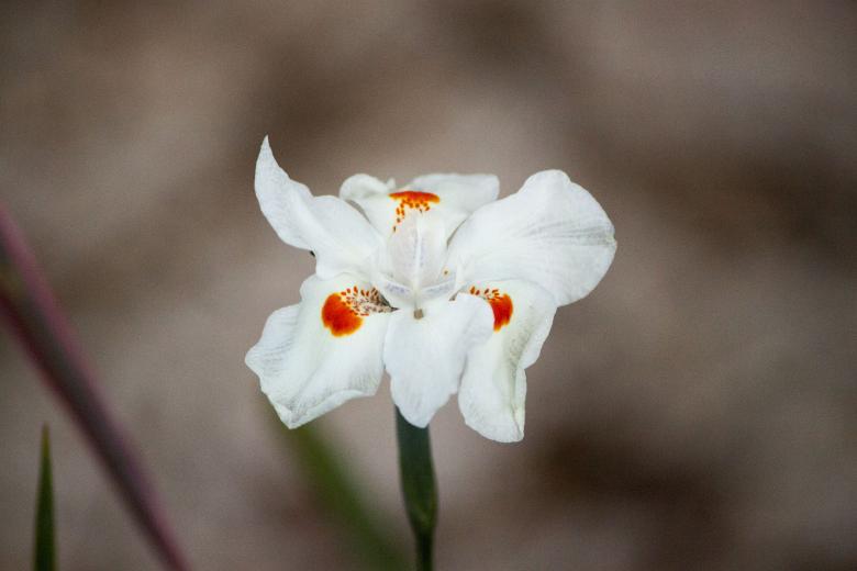 Free stock image of White Flower in Bloom created by Eduardo Soares Bogosian