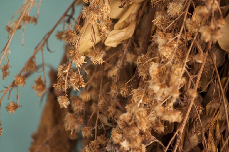 Free stock image of Dry Plants Close Up created by Eduardo Soares Bogosian