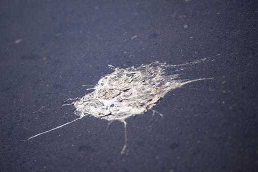 Bird Droppings