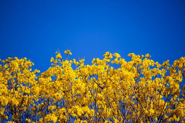 Free stock image of Yellow Blooms created by Eduardo Soares Bogosian