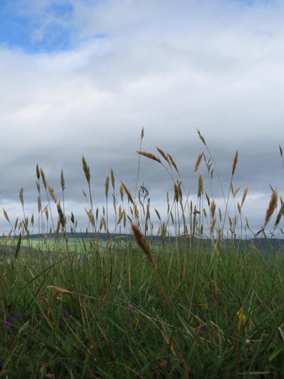 Free stock image of Straws in the Wind created by Castor Moss