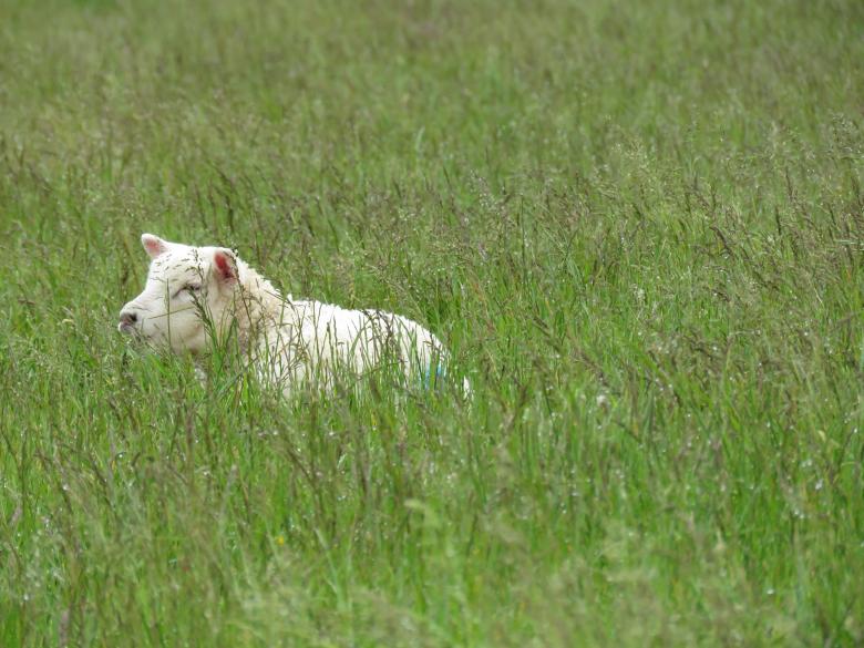 Free stock image of Small Sheep in Tall Grass created by Castor Moss