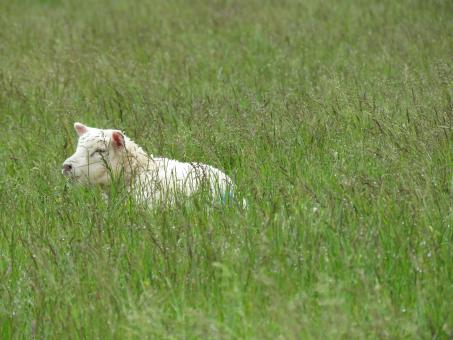 Small Sheep in Tall Grass - Free Stock Photo