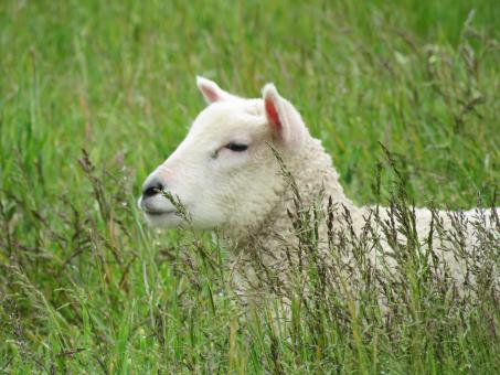 Sheep in Tall Green Grass - Free Stock Photo