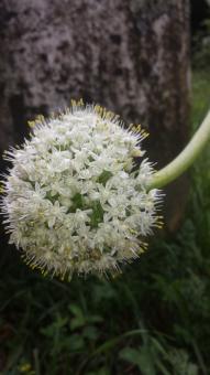 Garlic Flower