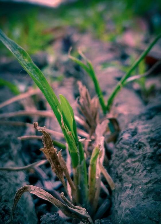 Free stock image of Dry grass created by Firman Riawan