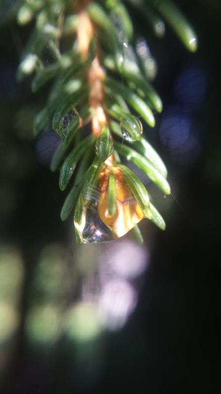 Free stock image of Dew Dropped Pine created by Nature Girl