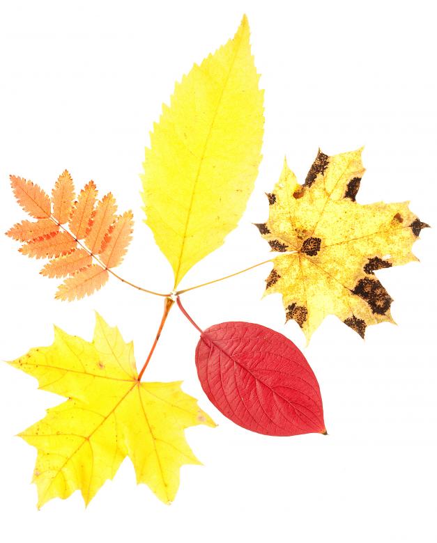 Free stock image of Autumn Leaves Isolated created by 2happy