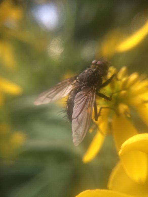 Free stock image of Like To Be A Fly On That Flower created by Nature Girl