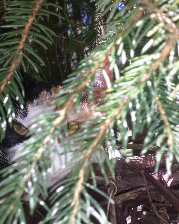 Free stock image of Camouflaged Calico created by Nature Girl
