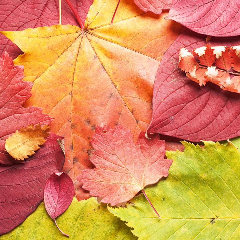 Free stock image of Autumn Leaves Background created by 2happy