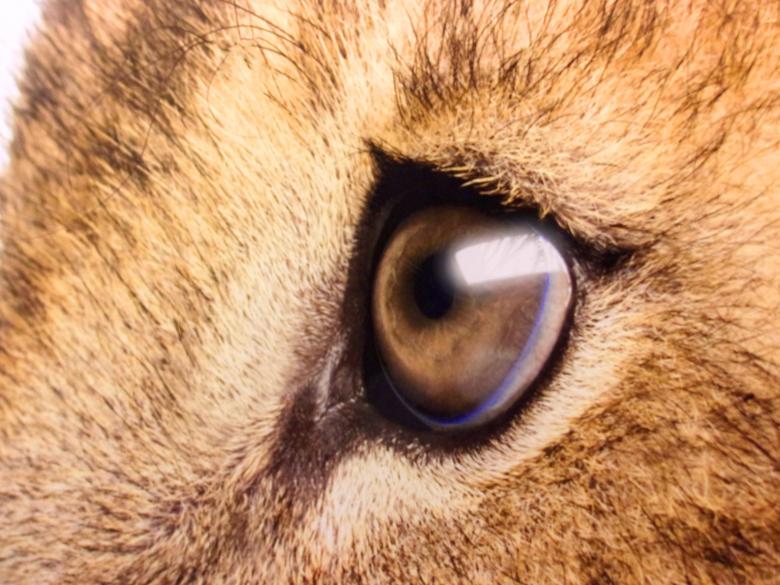 Free stock image of Lions Sad Eyes - Close-Up created by Jack Moreh