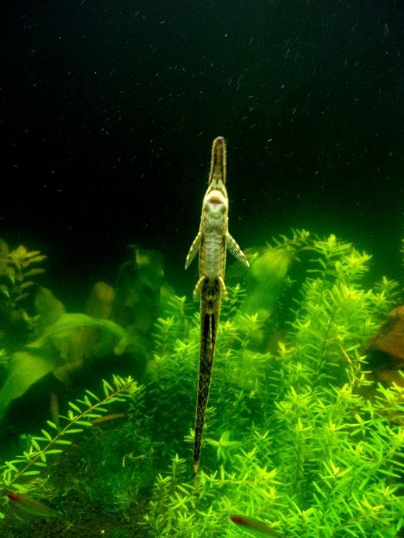 Free stock image of Twig Catfish in Aquarium created by Jack Moreh