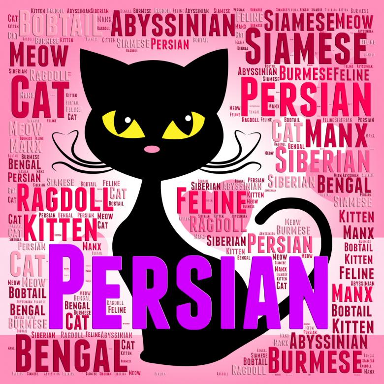Free stock image of Persian Cat Represents Pet Bred And Kitten created by Stuart Miles