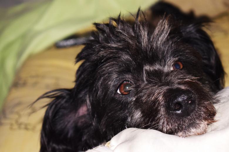Free stock image of Pensive Dog created by José Manuel alves rodrigues